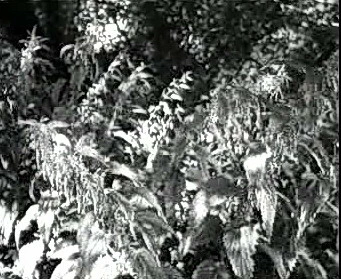 Добро пожаловать или Посторонним вход воспрещён (1964)