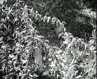 Добро пожаловать или Посторонним вход воспрещён (1964)