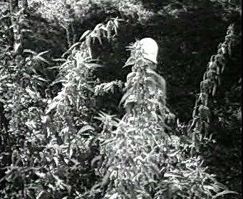 Добро пожаловать или Посторонним вход воспрещён (1964)