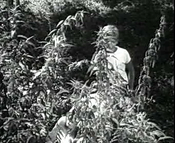 Добро пожаловать или Посторонним вход воспрещён (1964)