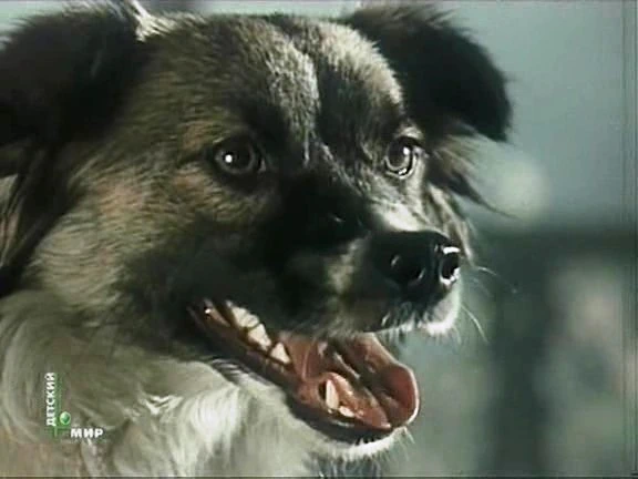 Дружок (1958)
