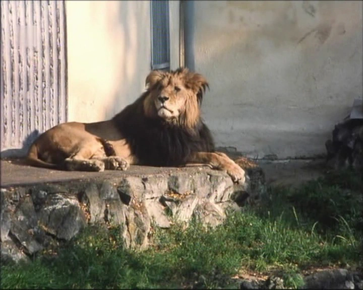 Potkal jsem ho v zoo (1994)