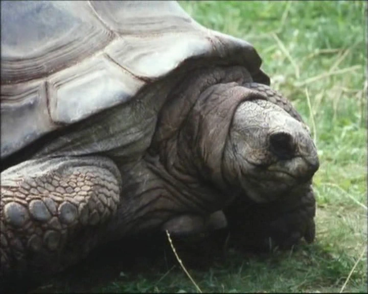 Potkal jsem ho v zoo (1994)